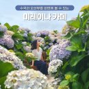 제주 서쪽 수국 명소 카페 미레이나 6월에 만개