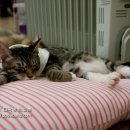 고양이다락방 이미지