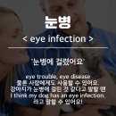 동물병원영어진료-눈병 Eye Infection 이미지