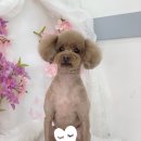 쏭쓰펫살롱 이미지