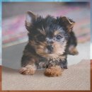 바우와우 | 안산 애견동반 풀빌라 반려견과 함께한 첫 숙박 후기 바우와우