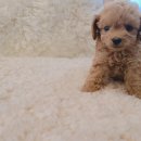 이소퍼피-별내점 이미지