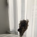 커피클라츠(coffee klatsch)