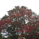 일출랜드식물원 이미지