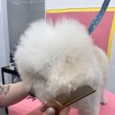 밀크숑 애견샵 | 봉쥬르 밀크숑에서 강아지 셀프미용 배운 후기