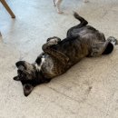 놀면뭐하개 이미지