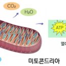 신진나이스