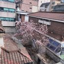 목련당구장 Daum카페