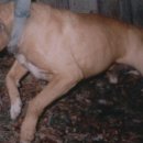 GR kennel 이미지