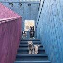 퍼피펜트하우스 이미지