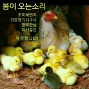 2018년 4월 14일 (일요일) 진천 만뢰산으로 봄나들이 갑니다 이미지