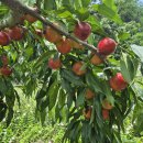 승주농장 이미지