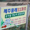 무릉도원올레 이미지