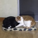 쿨쿨펫 | 대전동물병원추천~ 중성화 싼 곳! 탄방동 쿨펫 친절하고 서비스 굿