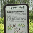 원대리_소교량_100 | [강원도 인제군] 입장료 없는 대한민국 100대 국유림 | 명품숲, 속삭이는 자작나무숲 방문후기