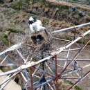 황새둥지 이미지