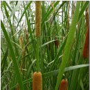 부들공원 이미지