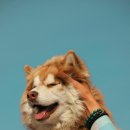 아이사랑동물병원 건강검진센터 이미지