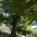 코스모스와 메밀가든 이미지