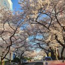부산 남천 삼익비치 벚꽃거리 이미지