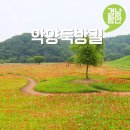 (임시)용원공영주차빌딩 | 함안뚝방길 양귀비 주차정보 개화상황 악양뚝방길 5월 경남 여행