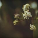 What a wonderful world ( Louis Armstrong ) 이미지