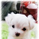 소미애견 농장 이미지