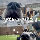 행복하개키울고양 이미지