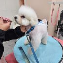 투숑펫살롱 이미지