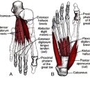 발의 내재근 이미지
