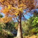 석산개발 | [포항] 기청산 식물원 11월 말 솔직후기｜가을 끝자락 방문은 어떨까?