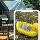 마장호수 출렁다리 맛집 애견동반이 가능한 장흥도깨비방망이