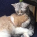 디디그루밍 이미지