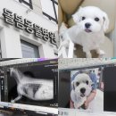 동물병원 돌봄 | 수원동물병원 돌봄동물병원 강아지 건강검진 솔직후기