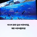 제주해양과학관 (아쿠아플라넷) | 제주 아쿠아플라넷 아이랑 비오는 날 필수코스