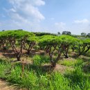 서부로R 이미지