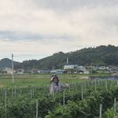【26-6-24】익산 웅포 진소 방실이 형님 고추끈 떼기 이미지