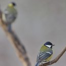 베니샤프커피(본점) 이미지