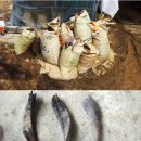 국민 흑염소 건강원 이미지