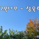 장욱조/고목나무 이미지