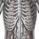 anterior intercostal artery(앞갈비사이동맥) 이미지