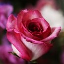 나의 별 이미지