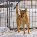 고야 진도개 시범사육장(고야축산) | 이황-고야축산(진돗개,진도개/jindodog)