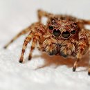 거미 카카오 검색결과