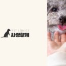 언제나 사랑할개 이미지