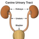 포레온 동물병원 이미지