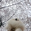 용두천로 | 제천 반값여행 후기(강아지 동반)