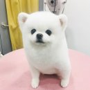미쓰멍 이미지