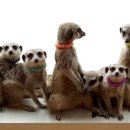 에덴미어캣프랜즈 이미지