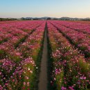 CU철원동송중앙점 | 강원도 가을꽃 여행 | 10월에 꼭 가야 할 꽃밭 명소 BEST5